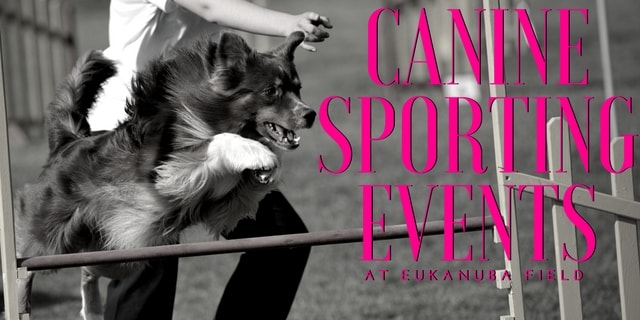 canine sporting