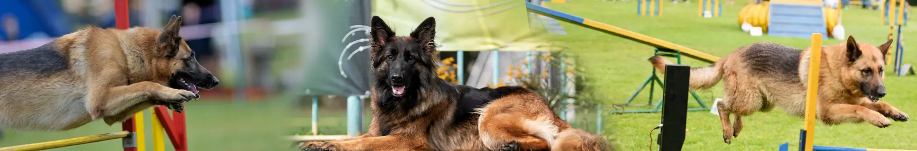 Royal Canin Ring Dog Show Venue